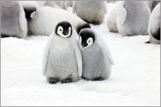 Självhäftande poster  Sweet Emperor Penguin Chicks - Keren Su