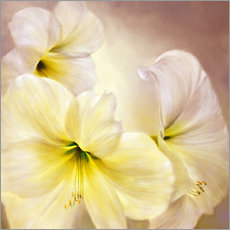 Galleritryck  white amaryllis - Annette Schmucker