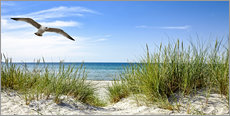 Självhäftande poster  Seagull flight over sand dunes, Baltic Sea - Art Couture
