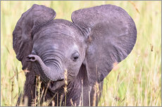 Canvastavla  Cute baby elephant - Art Couture