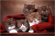Poster 5 söta kattungar
