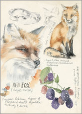 Poster Red Fox & Blackberries
