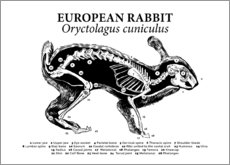 Poster Benstrukturen hos den vilda kaninen