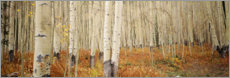 Poster Autumnal birch forest