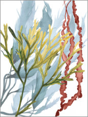 Poster  Sea plants II - Grace Popp
