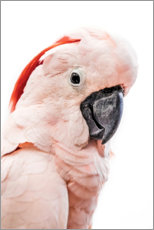 Akrylglastavla  Pink kakadu - Art Couture