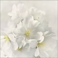 Poster White spring blossoms IV