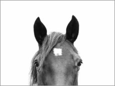 Poster Horse Portrait