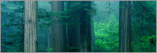 Poster Redwood National Park, USA