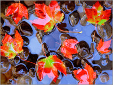 Poster Maple leaves in the water