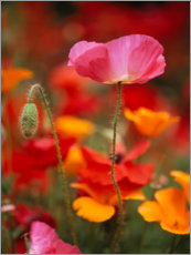 Poster Poppies