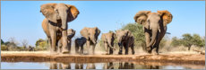 Poster African elephants