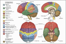 Canvastavla  The brain from 4 perspectives