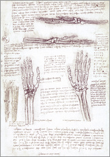 Galleritryck  Anatomisk studie av en hand - Leonardo da Vinci