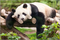 Självhäftande poster  Giant panda sleeping - Jan Christopher Becke