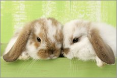 Självhäftande poster  Two rabbits - Greg Cuddiford