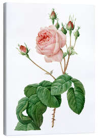 Canvastavla  Provence Rose (Rosa centifolia Bullata) - Pierre Joseph Redouté