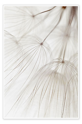 Poster Delicate dandelion