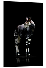 Akrylglastavla  Okapi - Werner Dreblow