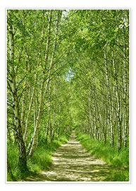 Poster Birch forest