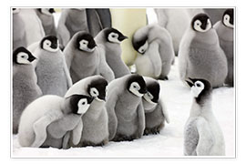 Poster Fluffy Emperor Penguin babies
