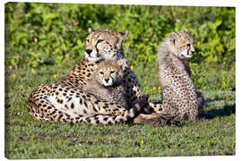 Canvastavla  Cheetah mother and babies - Ralph H. Bendjebar