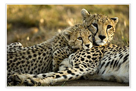 Poster  Gepardunge myser med sin mor - Joe & Mary Ann McDonald