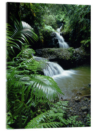 Akrylglastavla  Waterfall in Hawaii - Douglas Peebles