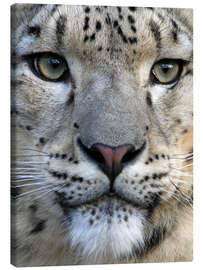 Canvastavla  snow leopard - Wolfgang Dufner
