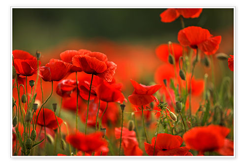 Poster Red Poppy Flowers 14