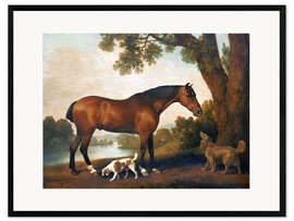 Inramat konsttryck  Horse and two dogs - George Stubbs