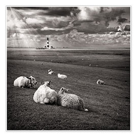 Poster  Talking Sheep - Carsten Meyerdierks