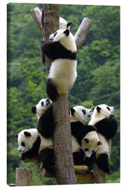 Canvastavla  Panda babies on the climbing tree - Pete Oxford
