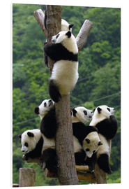 PVC-tavla  Panda babies on the climbing tree - Pete Oxford