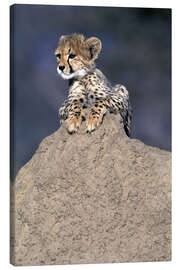 Canvastavla  Cheetah baby on a stone - Theo Allofs