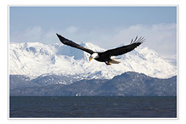 Poster  Bald eagle in flight - David Northcott