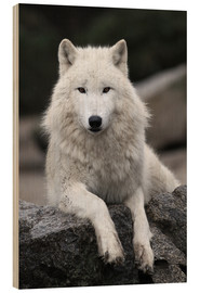 Trätavla  the wolf - WildlifePhotography
