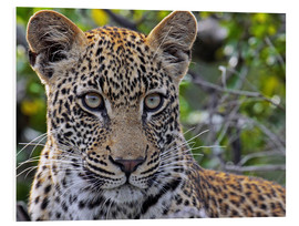 PVC-tavla  The leopard - Africa wildlife - wiw
