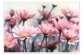 Poster Pink daisies