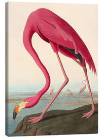 Canvastavla  American Flamingo