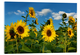 Akrylglastavla  Sunflowers - Atteloi