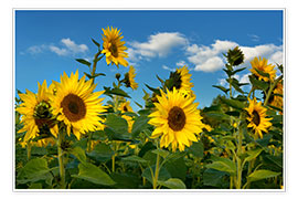 Poster  Sunflowers - Atteloi