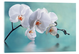 Akrylglastavla  Orchid - Atteloi