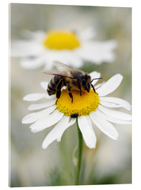 Akrylglastavla  Bee on the camomile lawn - Falko Follert