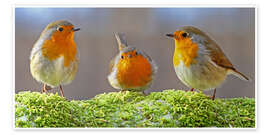 Poster  Birds Robins - WildlifePhotography