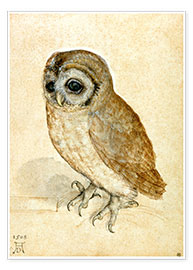 Poster  The Little Owl - Albrecht Dürer