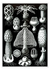 Poster  Basimycetes (Kunstformen der Natur: grafik 63) - Ernst Haeckel