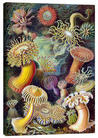 Canvastavla  Actiniae (Kunstformen der Natur: plansch 49) - Ernst Haeckel