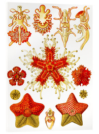 Akrylglastavla  Asteridea - Ernst Haeckel