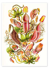 Poster  Nepenthaceae - Ernst Haeckel